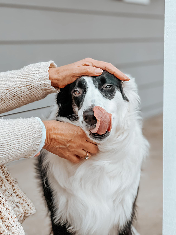 border collie looking into camera