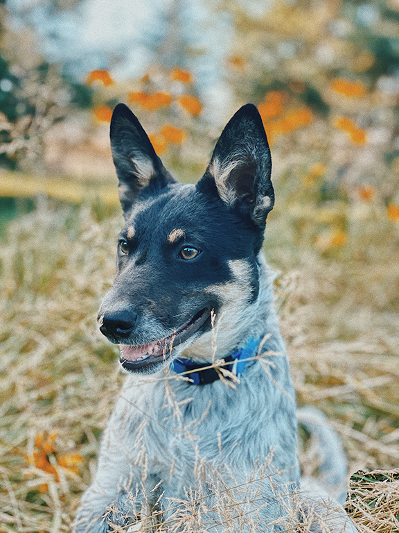 blue heeler puppy sitting with tiger lillies