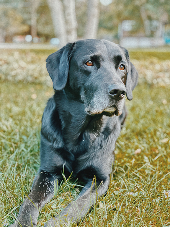 black lab laying in grass